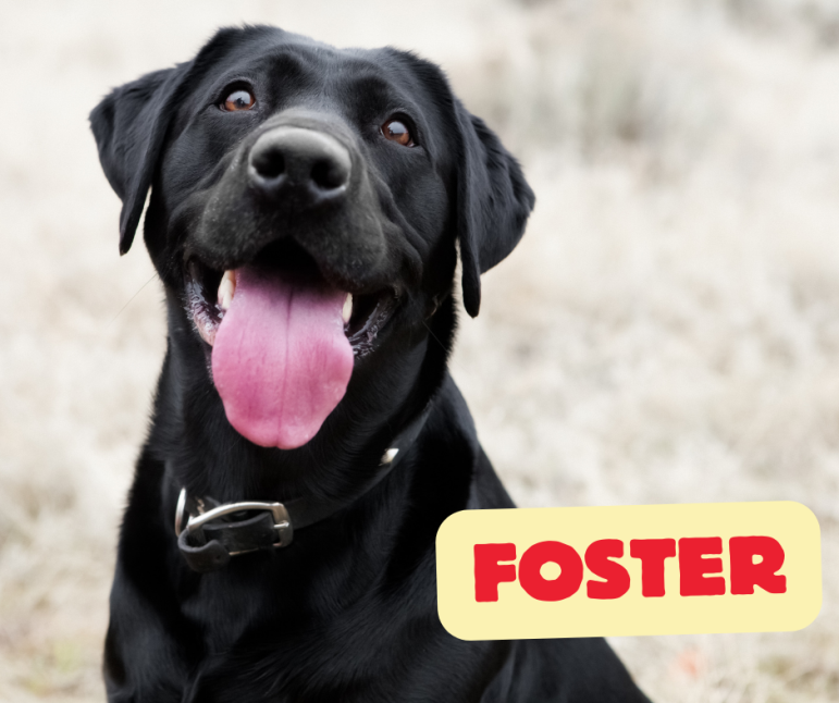 Help the shelter by fostering animals